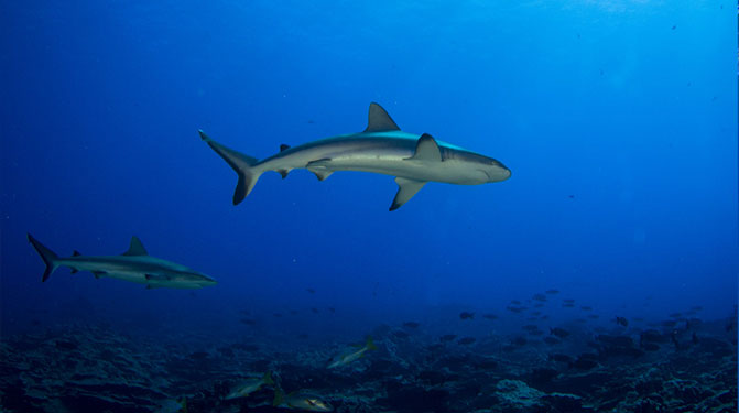 Sharks